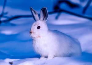 Kaninchenstall winterfest machen